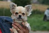 ADULTE ET CHIEN 317